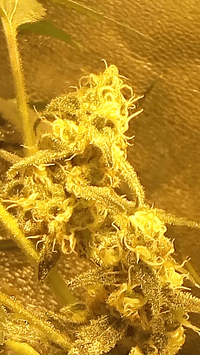 Screenshot_20180302-120921