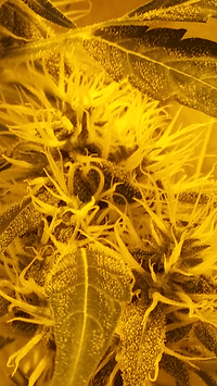 Screenshot_2018-02-18-20-37-41