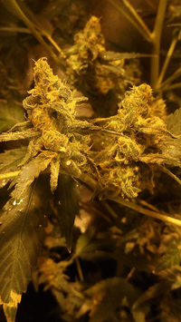 Screenshot_20180302-120953