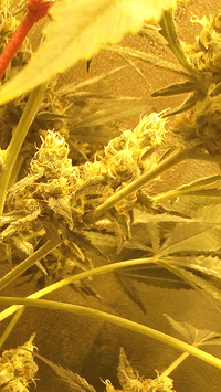 Screenshot_20180302-120907