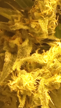 Screenshot_20180302-120929