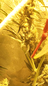 Screenshot_20180302-120913