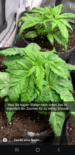 Screenshot_20200407-165051_Snapchat