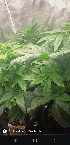 Screenshot_20200425-175828_Snapchat