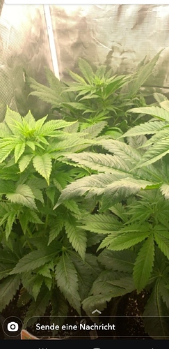 Screenshot_20200425-180043_Gallery