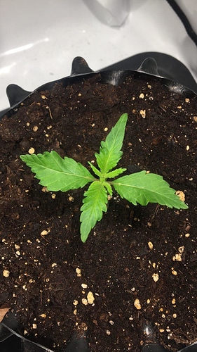 VT%207%207