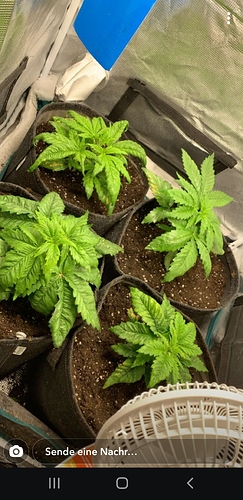 Screenshot_20200407-165023_Snapchat