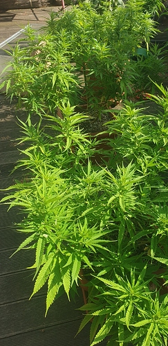 15922317802728104548119291864552