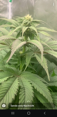 Screenshot_20200516-175533_Snapchat