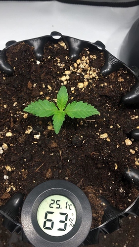 VT%207%205