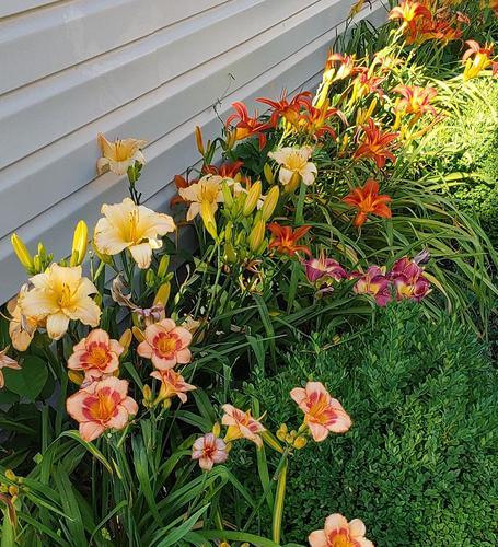 summer day lilies 1