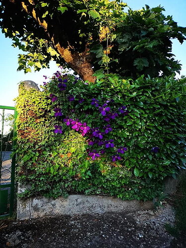 Dogwalkflowers