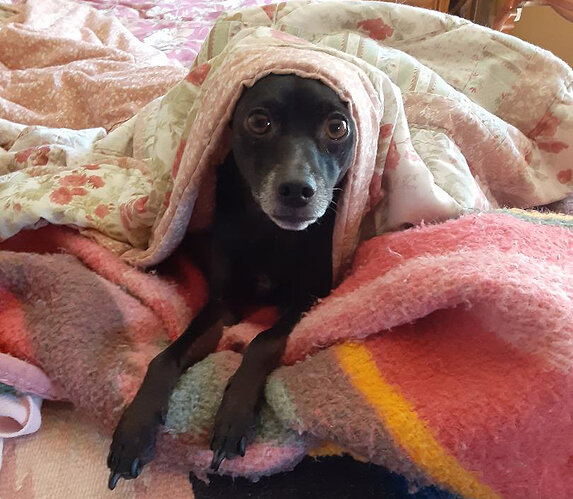 rascal my bed bug2