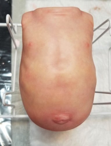 Belly%20Plate%20after%20curing