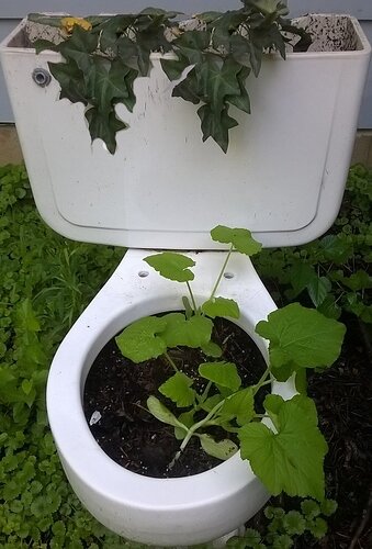 potted plants