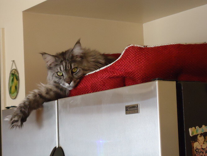 Toby 12-20 fridge 003