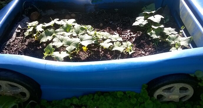 bedcukes