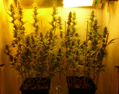 Northern Lights #5 x Haze ScrOG Projekt:)