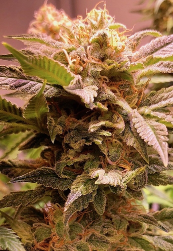 Growreport Bild 2