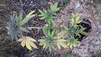 Growreport Bild 2