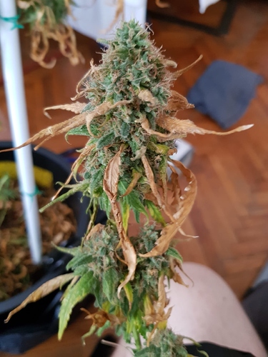 Growreport Bild 1
