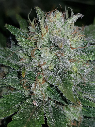 Growreport Bild 32