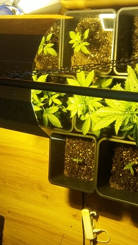 Growreport Bild 3