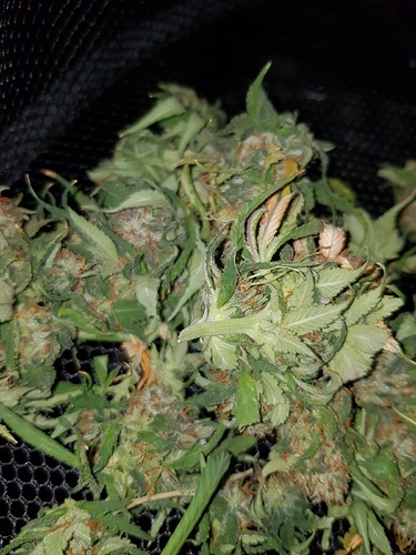 Growreport Bild 13