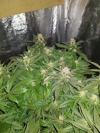 Growreport Bild 1
