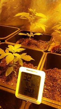 Growreport Bild 1