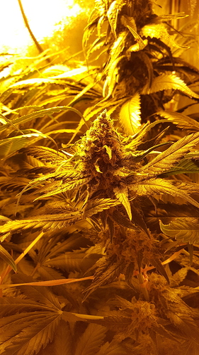 Growreport Bild 3