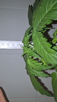 Growreport Bild 1