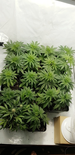 Growreport Bild 2