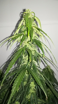 Growreport Bild 5