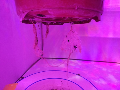 Growreport Bild 4