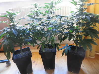 Growreport Bild 3