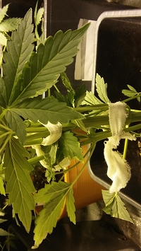 Growreport Bild 11