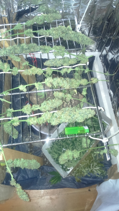 Grow #1 PurePowerPlant im Schrank