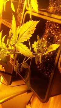 Growreport Bild 6