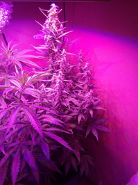 Growreport Bild 3