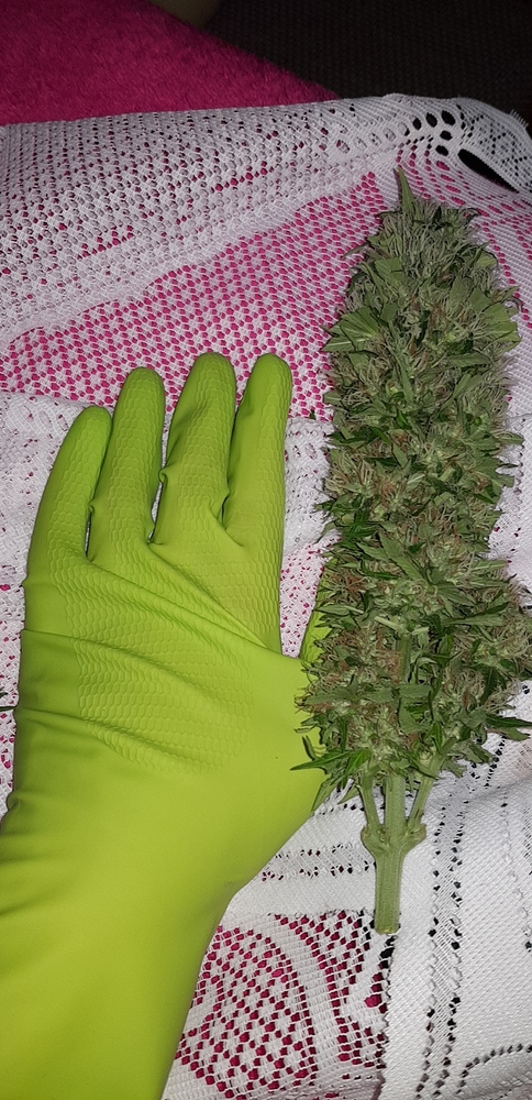 600 Watt Grow 4x Strains / 18 Damen