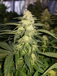 Growreport Bild 8