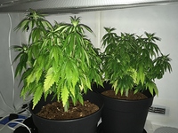 Growreport Bild 3