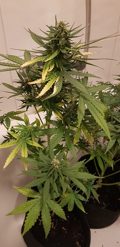 Growreport Bild 5