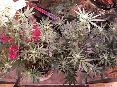 Growreport Bild 8