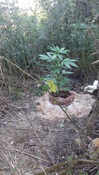 Growreport Bild 13