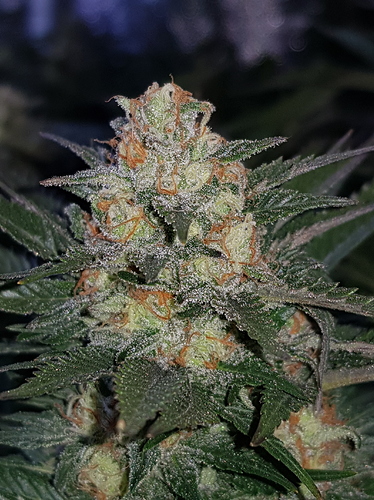 Growreport Bild 5