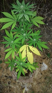 Growreport Bild 2