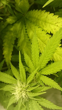 Growreport Bild 5