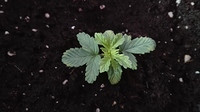 Growreport Bild 1
